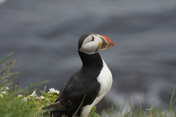 Macareux sur les falaises islandaises