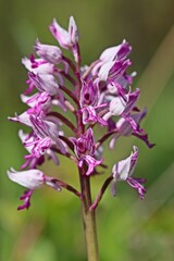 Obraz premium Helm-Knabenkraut (Orchis militaris).
