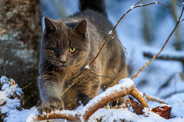 Black cat hunting in the snow