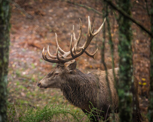 Red Deer Stag In the Forest