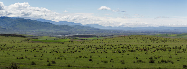 A herd of cattle grazing on a village meadow with a mountain range in the background.