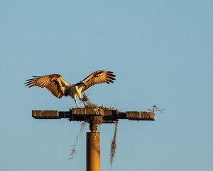 Osprey landing on pole