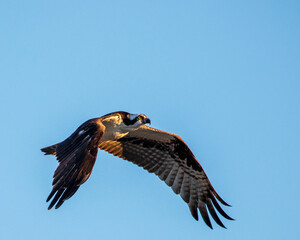 Osprey in flight