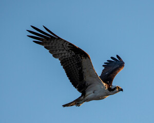 Osprey in flight
