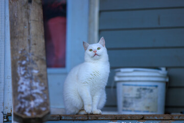 Fluffy white cat on porch