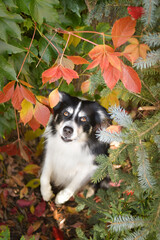 Fototapeta na wymiar Autumn portrait of border collie in leaves. He is so cute in the leaves. He has so lovely face.