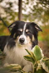 Autumn portrait of border collie in leaves. He is so cute in the leaves. He has so lovely face.
