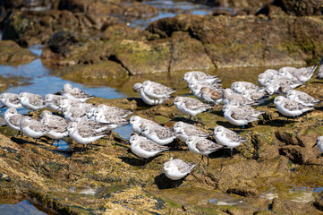 Sanderlings, Calidris alba, wading bird searching for food, Costa Calma, Fuerteventura