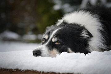 Border collie is laying in the snow. Winter fun in the snow.