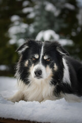 Border collie is laying in the snow. Winter fun in the snow.