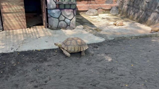 Sulcata Tortoise