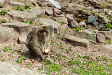 Barbary macaque ape, naturel life in reserve, The Mountain of the Monkeys in Alsace
