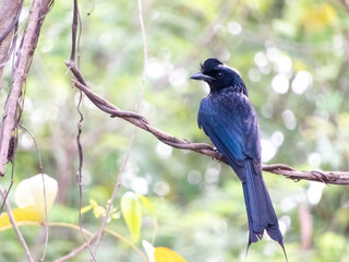 Dicruridae, is a fascinating family of passerine birds characterized by their sleek black feathers, forked tails, These avian marvels can be found inhabiting diverse habitats worldwide,