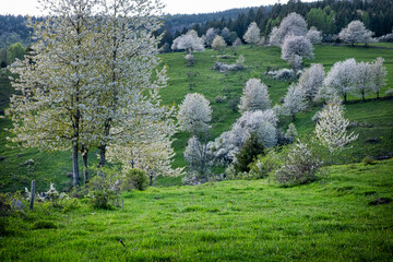 Historic agrarian landscape, Hrinovske lazy, Slovakia © vrabelpeter1