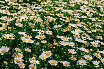 Field of chamomile flowers background