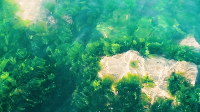 Clear sea water. Reef and algae visible at the bottom. 4K