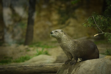 Otter in its enclosure. Summer day at the zoo. Otter after swimming