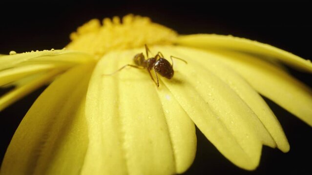 A yellow Anacyclus flower on a black background, with an ant sitting on it, captured in macro zoom.