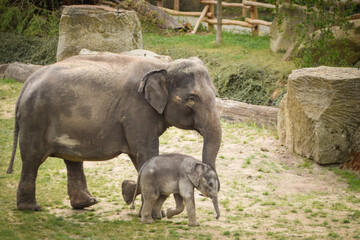 Naklejka premium Indian elephants in the zoo habitat. Baby elephant with its mother