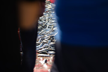 A pile of freshly caught fish behind the blurred silhouettes of fishermen
