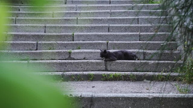 A gray cat hides in the shade on the steps on a hot summer day. 4K