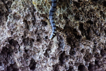 Poisonous sea snake krait on the stones near the sea