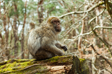 Naklejka na ściany i meble Barbary macaque ape, naturel life in reserve, The Mountain of the Monkeys in Alsace