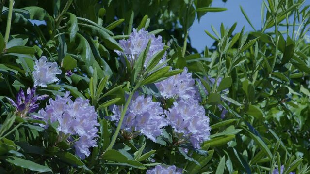 Rhododendrons swaying towards the moning sun