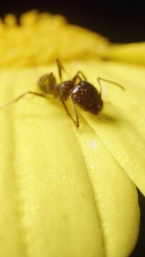 A yellow Anacyclus flower on a black background, with an ant sitting on it, captured in macro zoom. Vertical video.