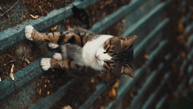 Tabby cat sits on the roof and looks around and into the camera. 4K