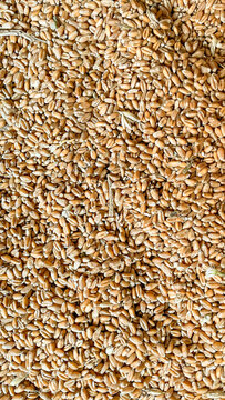 beautiful wheat texture for chickens in bright colors