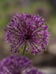 Closeup of flowerhead of Allium 'Purple Rain' in a garden in Spring