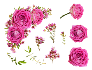Set of pink roses and chamelaucium flowers and a corner floral arrangement isolated on white or transparent background