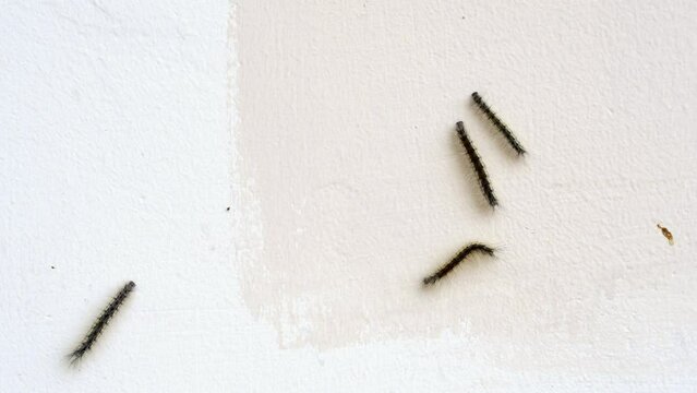 Black caterpillar crawl on a white wall. insect pest season. 4K