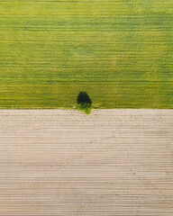 A lonely tree in the middle of a plowed farmland.