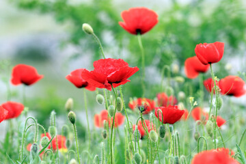 Blooming red poppies in a meadow on a blurry background
