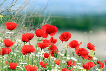 Fototapeta premium Blooming red poppies in a meadow on a blurry background 