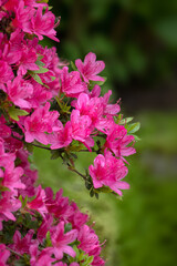 Closeup of flowers of Rhododendron 'Fumiko' in as garden in Spring