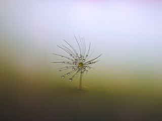 Dandelion seed in macro details with drops of water. Placed above water surface on a dreamy blurred background.