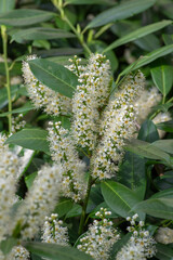 Prunus laurocerasus cherry laurel flowering plants, group of white flowers on bush branches in bloom, green leaves