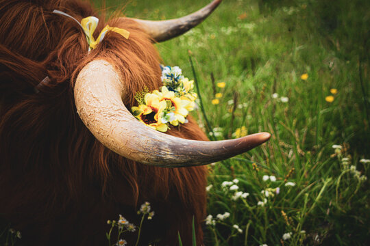 Roxie Horns