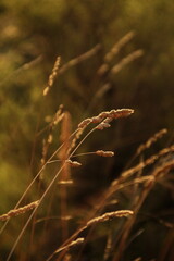 Plant illuminated by evening light