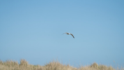 Seagull flying