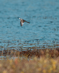 Bird taking off along lake