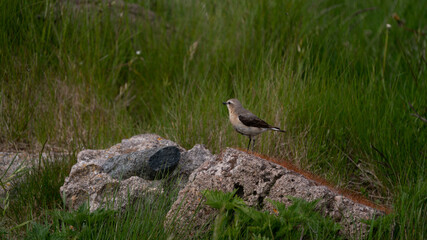 Bird on rock with bug in its mouth