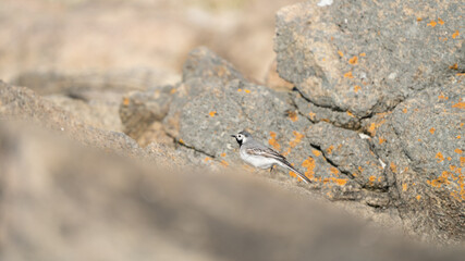 Bird (White Wagtail) on rock