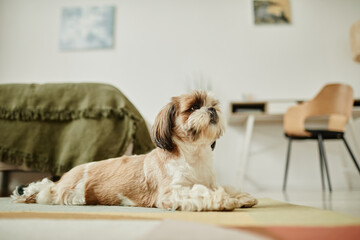 Full length side view portrait of cute Shih Tzu dog lying on carpet in cozy home interior, copy space