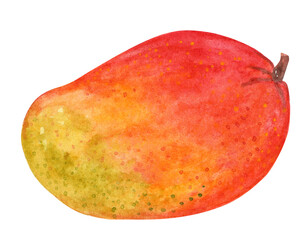 Watercolor mango fruit isolated on white