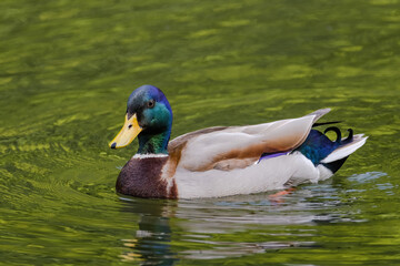wild duck swimming in lake. water birds in park