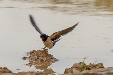  Rauchschwalbe (hirundo rustica) sammelt Lehm zum Nestbau